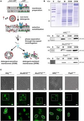 Agrobacterium tumefaciens Type IV and Type VI Secretion Systems Reside in Detergent-Resistant Membranes